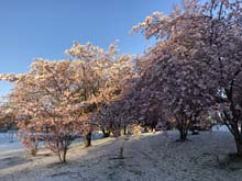 210406winter_hanami005