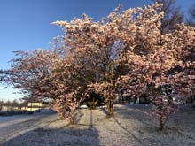 210406winter_hanami006