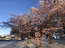 210406winter_hanami007