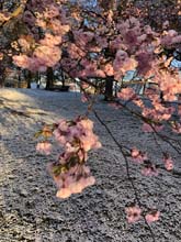 210406winter_hanami008