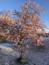 210406winter_hanami010