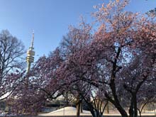 210406winter_hanami011