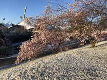 210406winter_hanami013