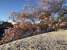 210406winter_hanami014