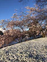 210406winter_hanami015