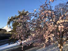 210406winter_hanami016