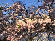 210406winter_hanami017