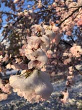210406winter_hanami019