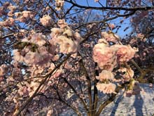 210406winter_hanami020