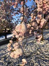 210406winter_hanami021