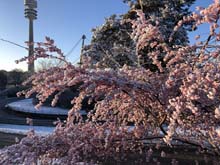 210406winter_hanami022