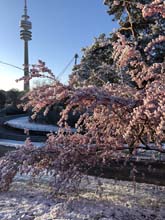 210406winter_hanami023