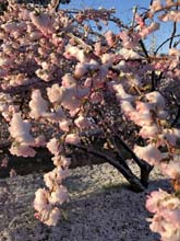 210406winter_hanami024
