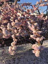 210406winter_hanami025