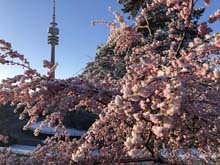 210406winter_hanami026