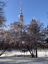 210406winter_hanami032