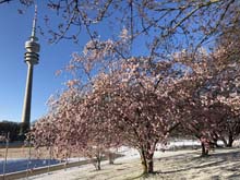 210406winter_hanami033