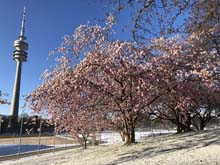 210406winter_hanami035