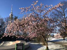 210406winter_hanami036