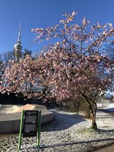 210406winter_hanami037