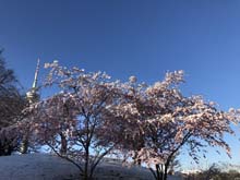 210406winter_hanami038