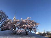 210406winter_hanami039