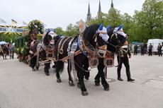 240419einzug-fruehl054