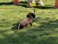 240811sommerfest-oly007